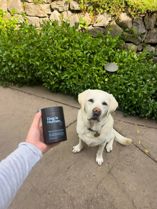 otto.theenglishlab
