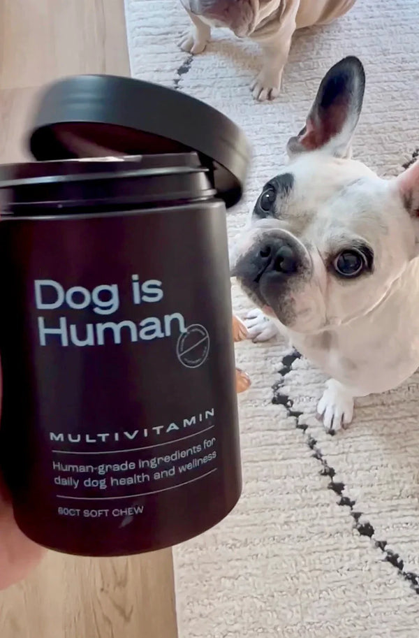 waltergeoffreythefrenchie